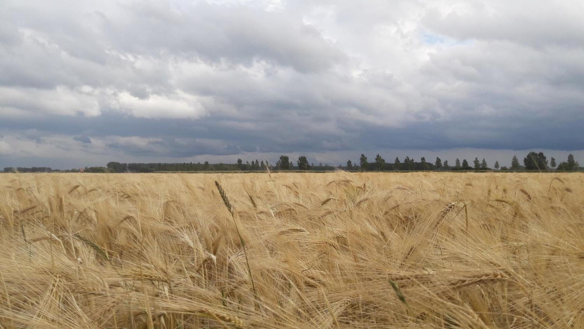 B&B De Hemelse Polder Sint-Laureins Dış mekan fotoğraf